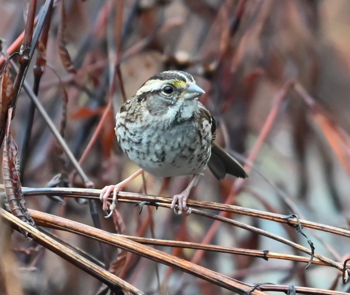 White-throated Sparrow - ML645907514
