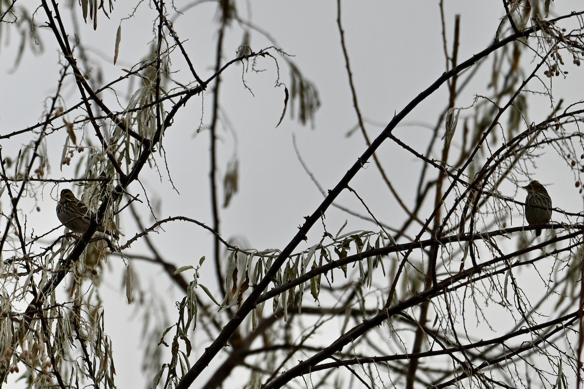 Savannah Sparrow - ML645907516