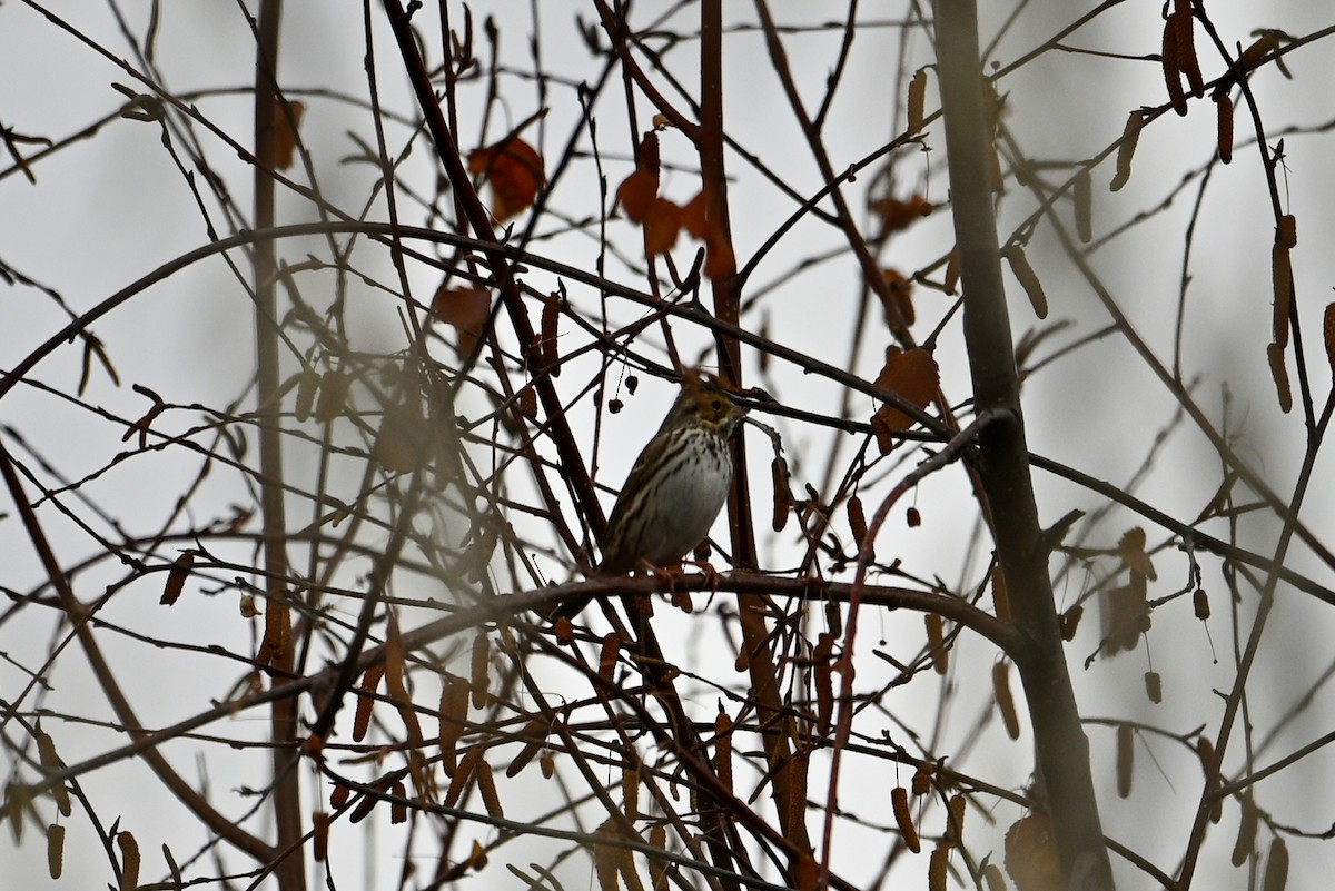 Savannah Sparrow - ML645907517