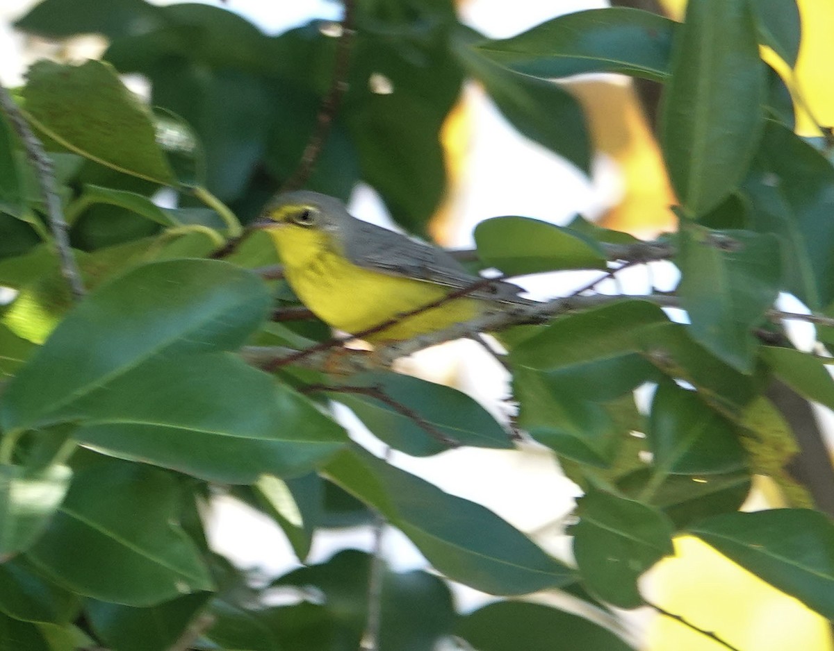 Canada Warbler - ML645907518