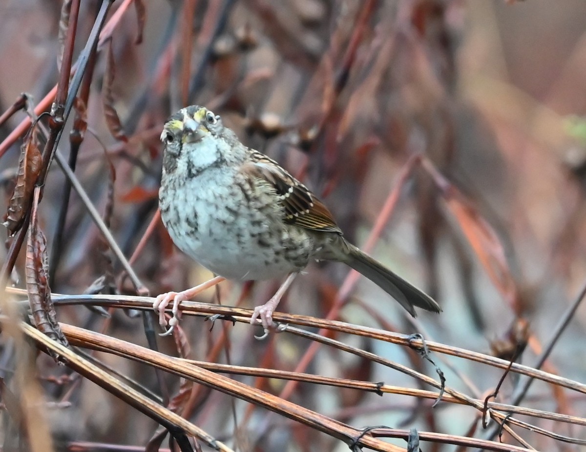 White-throated Sparrow - ML645907523