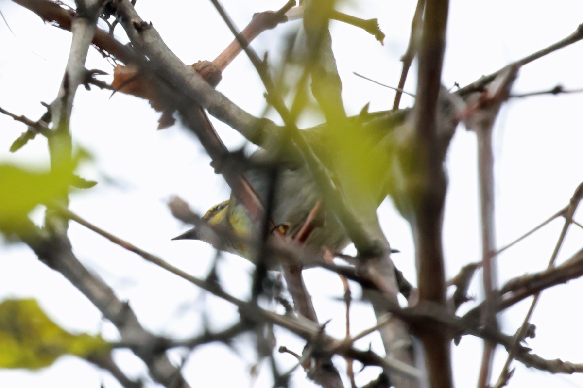 Townsend's Warbler - ML645907529