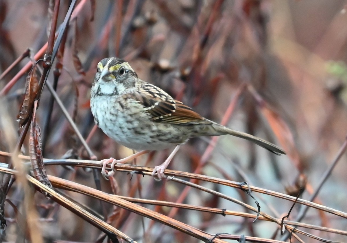 White-throated Sparrow - ML645907531