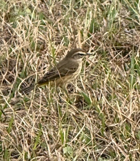 Palm Warbler - ML645907532