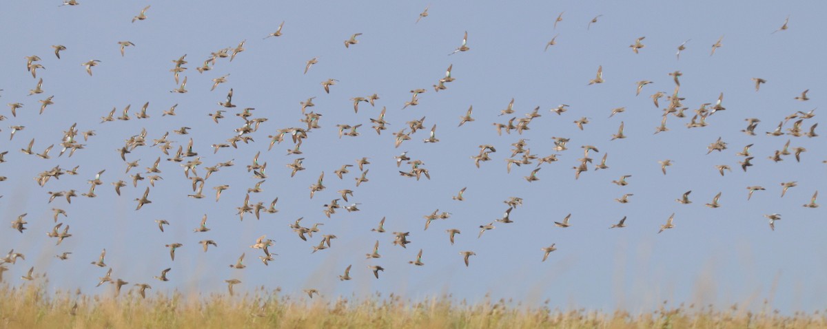 Blue-winged Teal - ML645907536