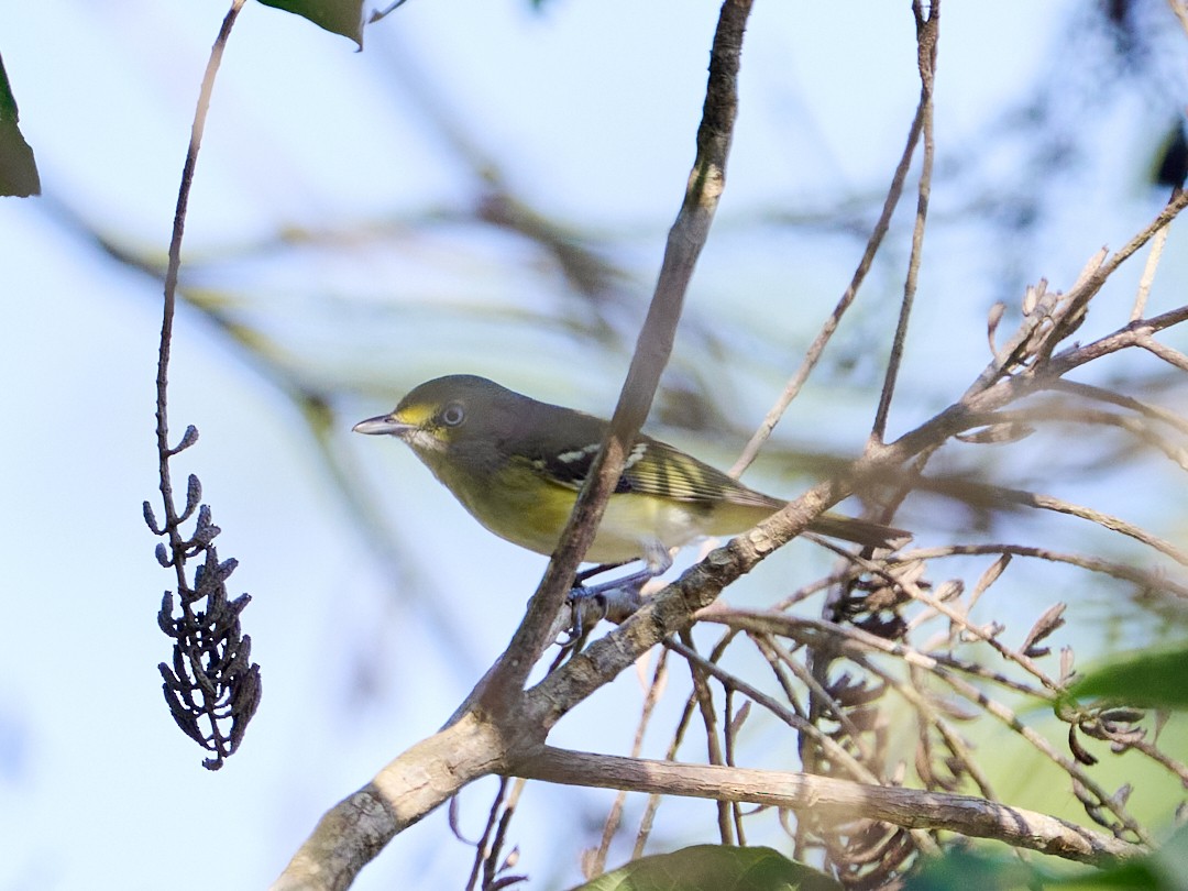 White-eyed Vireo - ML645907538