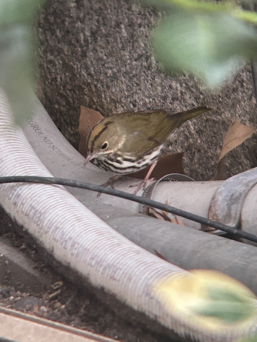 Ovenbird - ML645907540