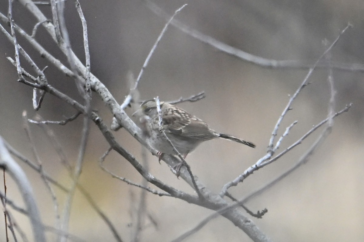 White-throated Sparrow - ML645907544