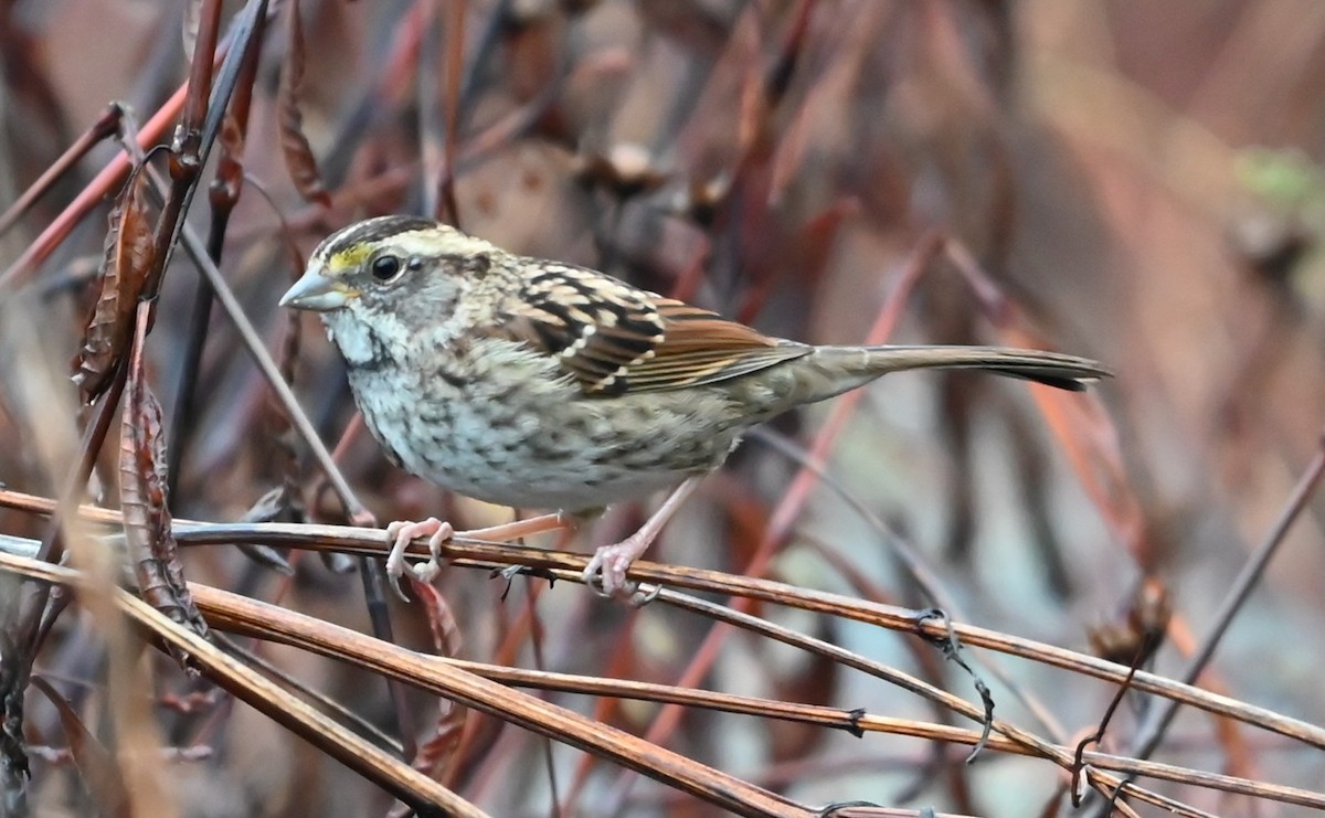 White-throated Sparrow - ML645907548