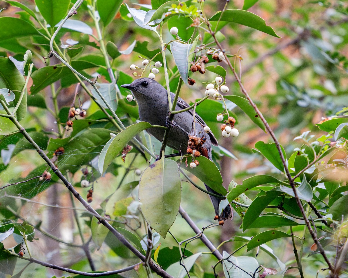 Miaulari grisa - ML645907551