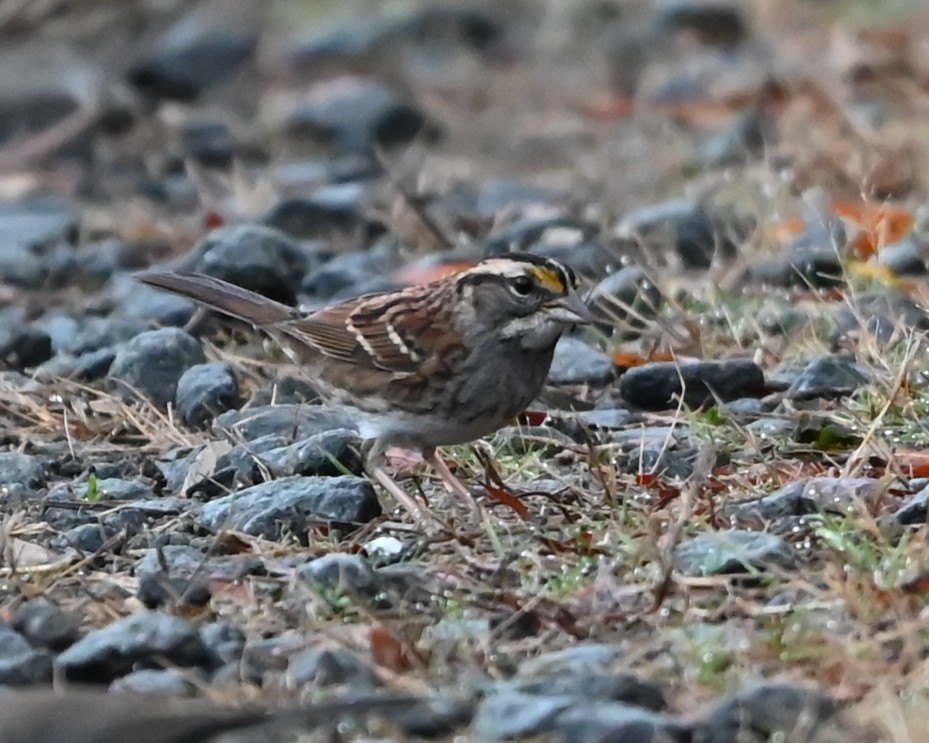 White-throated Sparrow - ML645907558
