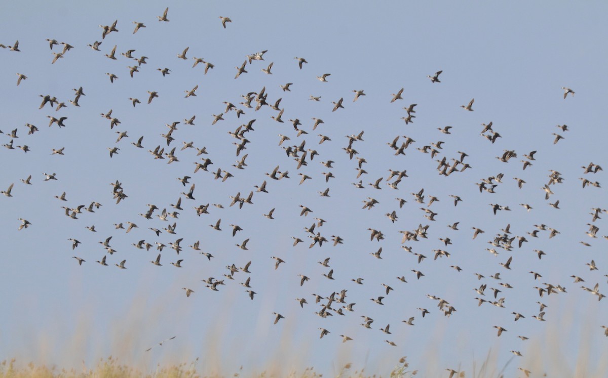 Blue-winged Teal - ML645907559