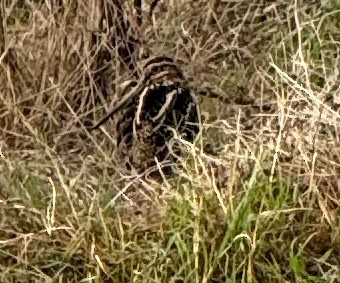 Wilson's Snipe - ML645907563