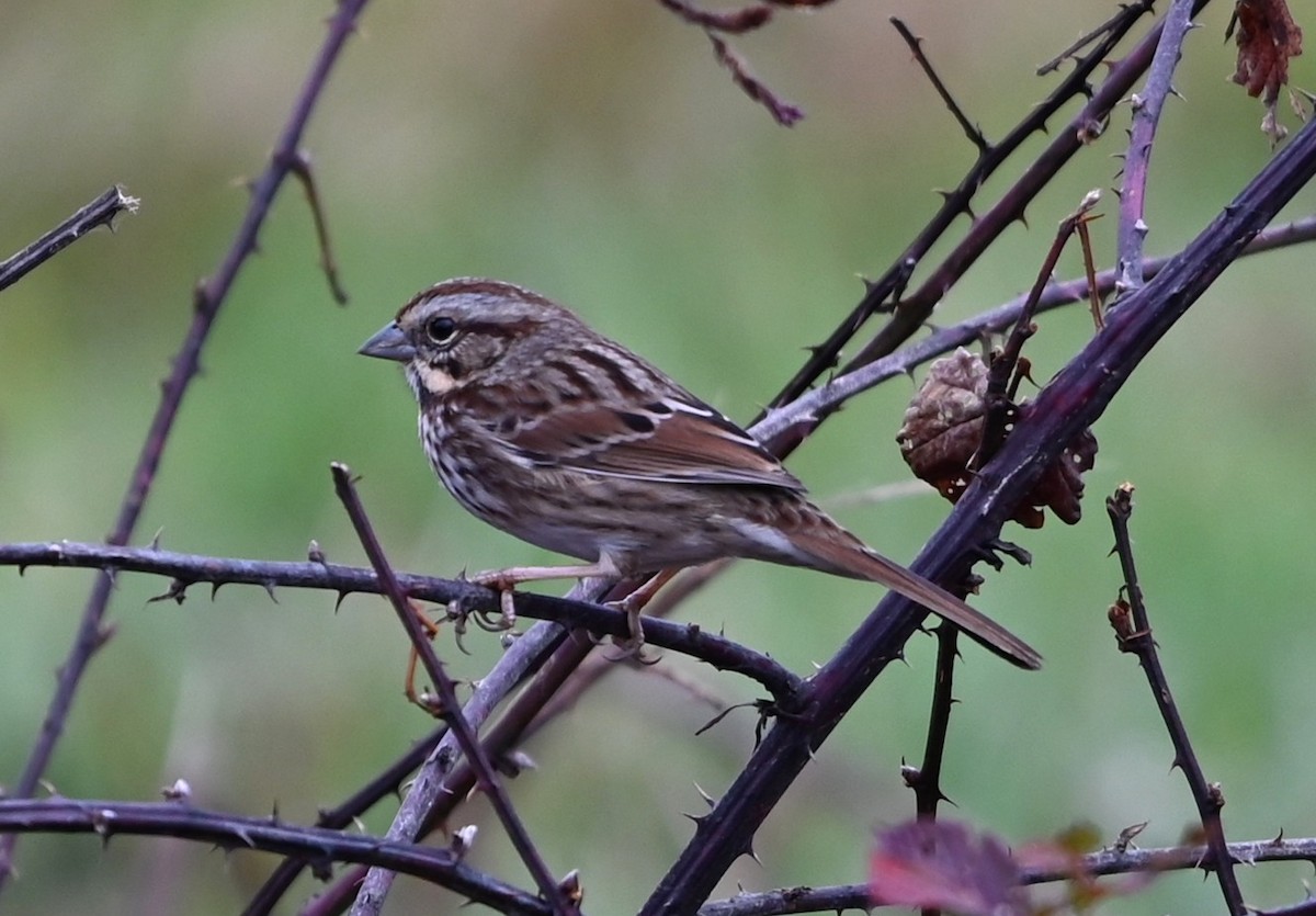 Song Sparrow - ML645907564