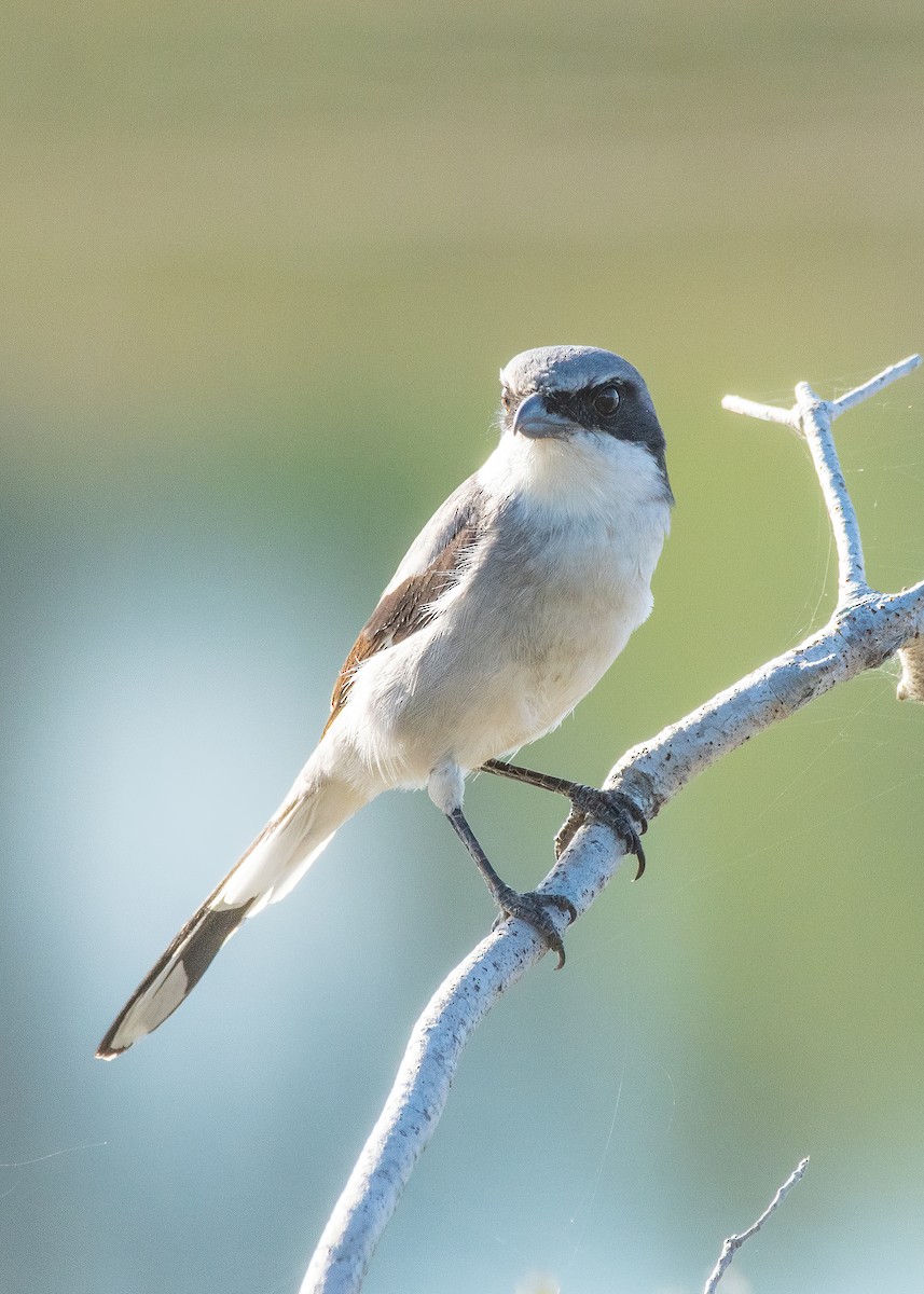 Loggerhead Shrike - ML645907566