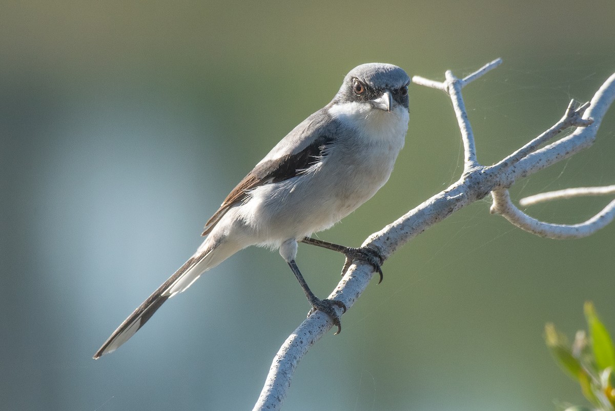 Loggerhead Shrike - ML645907567
