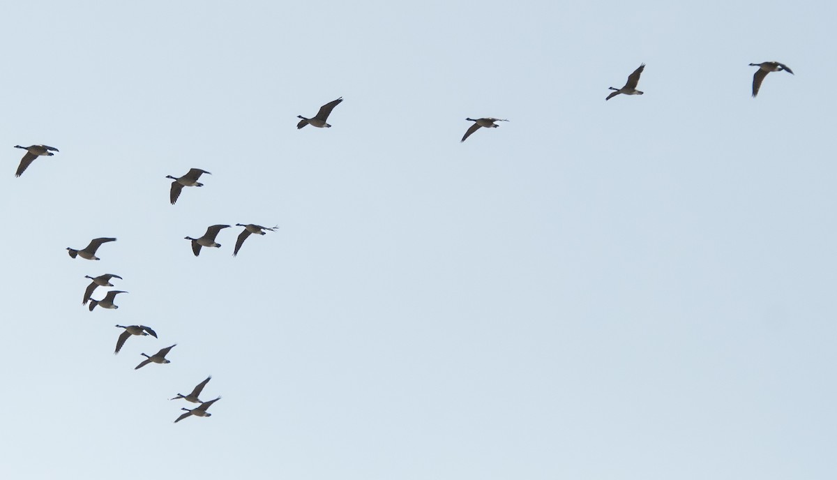 Canada Goose - ML645907569