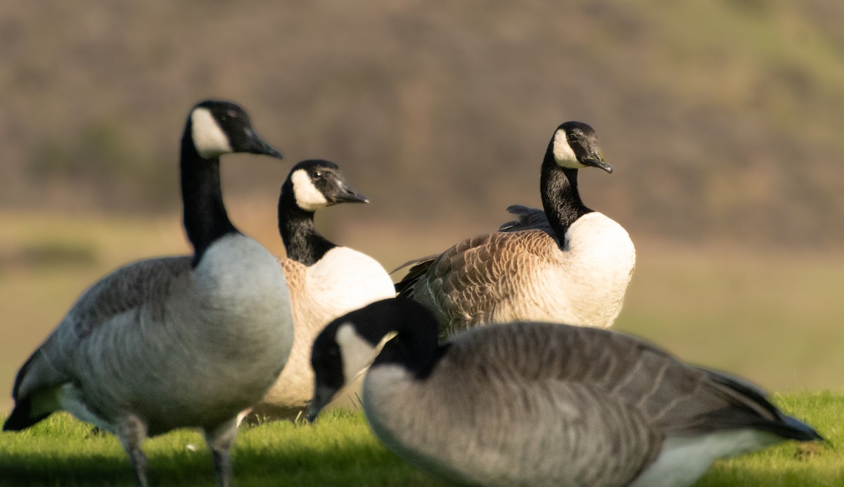 Canada Goose - ML645907571