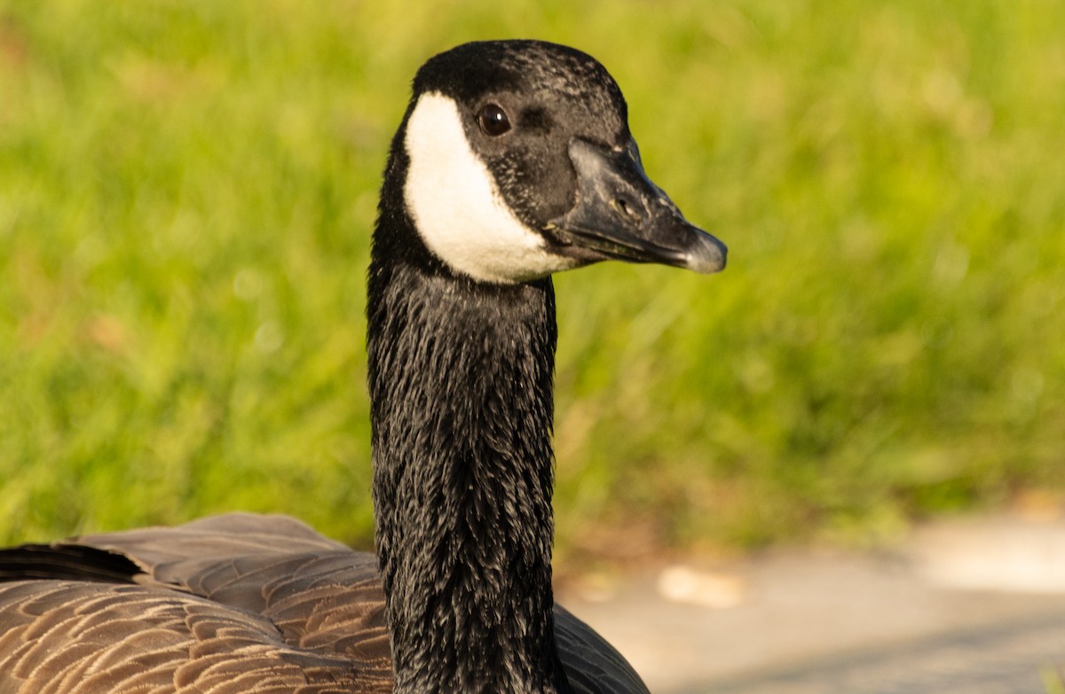 Canada Goose - ML645907572