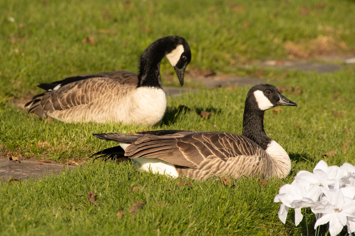 Canada Goose - ML645907573
