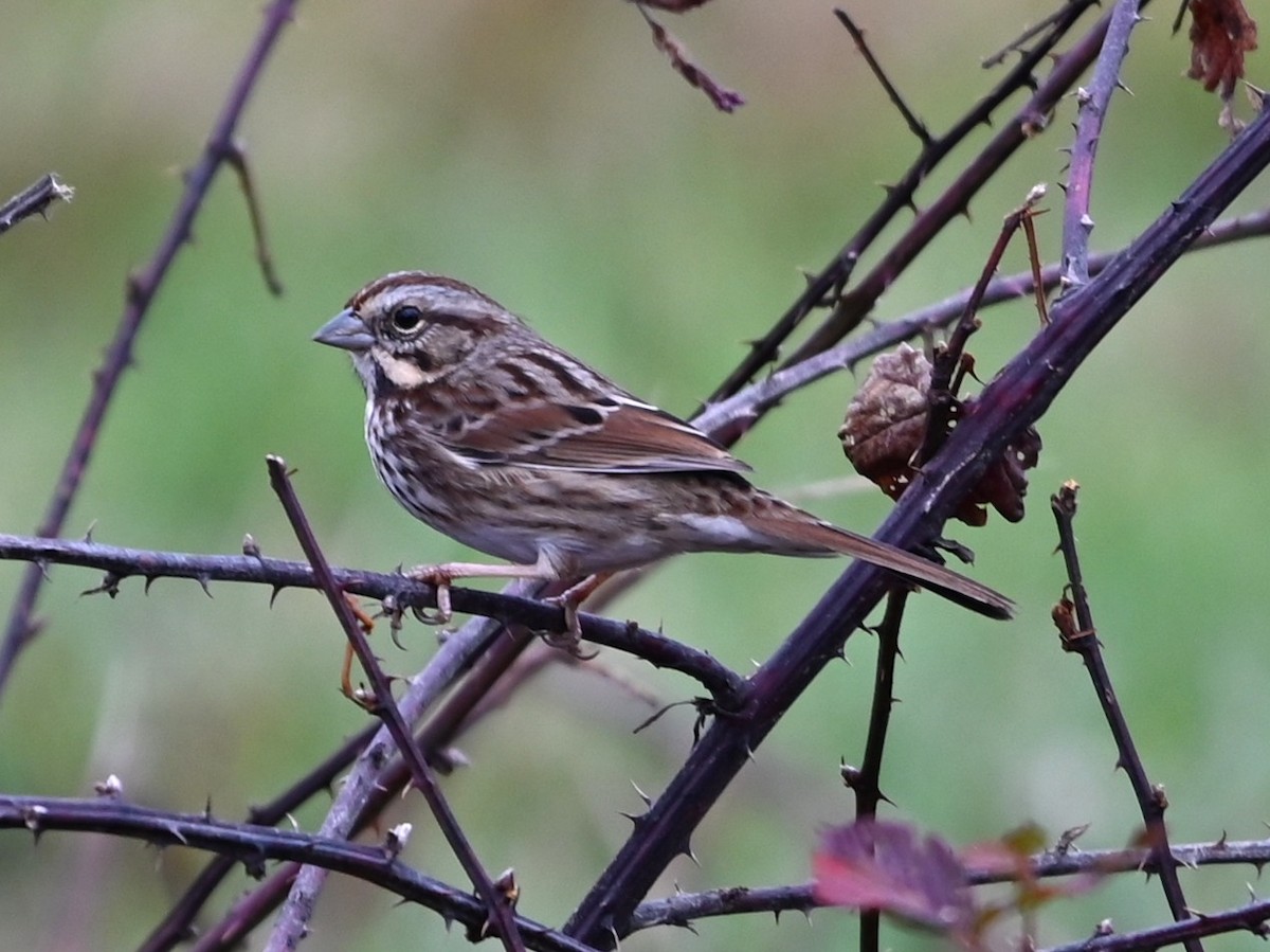 Song Sparrow - ML645907576