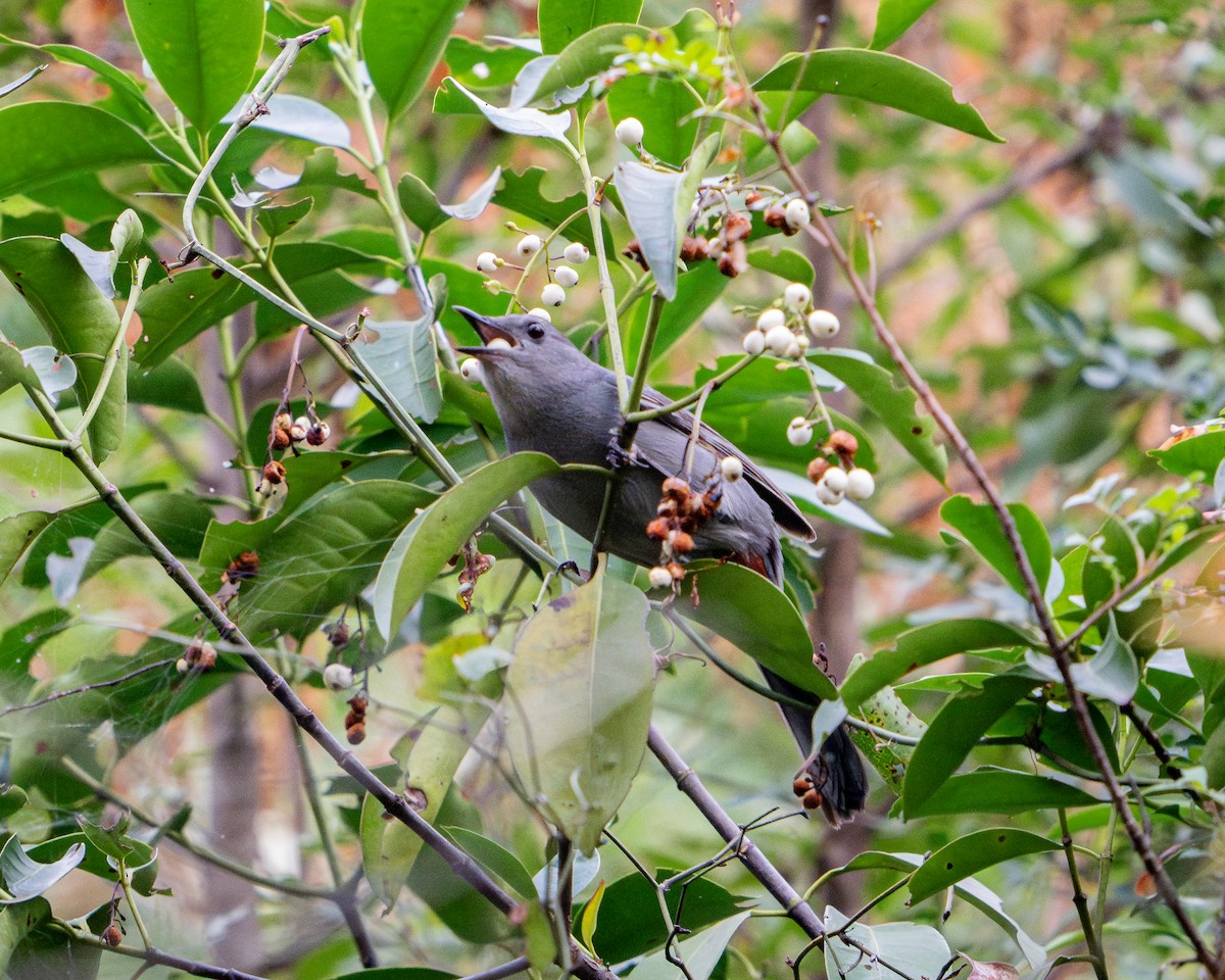 Miaulari grisa - ML645907577