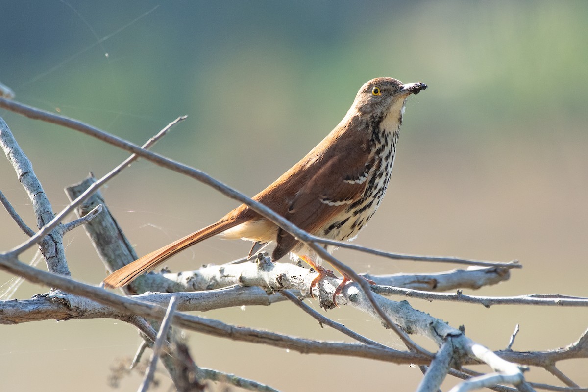 דשוש חום - ML645907578