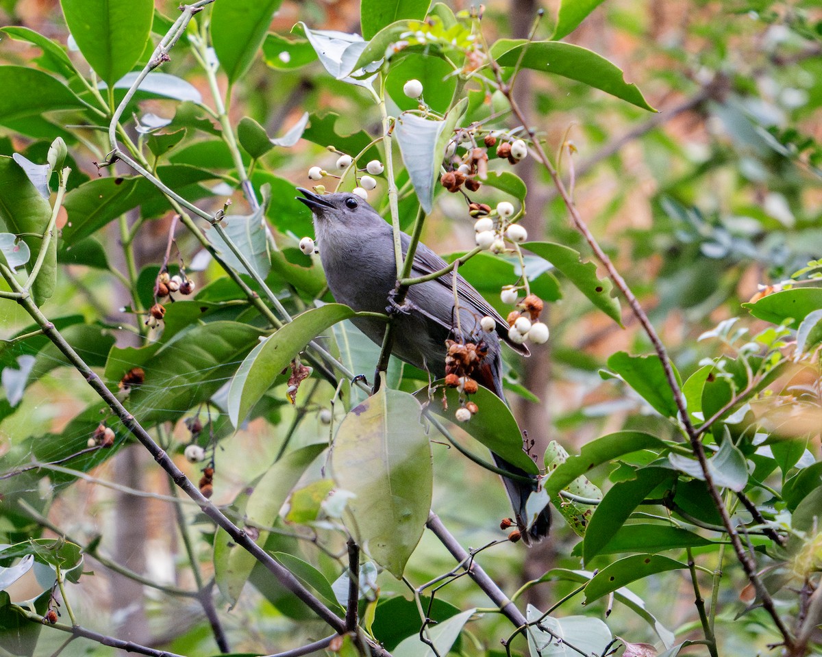 Miaulari grisa - ML645907581