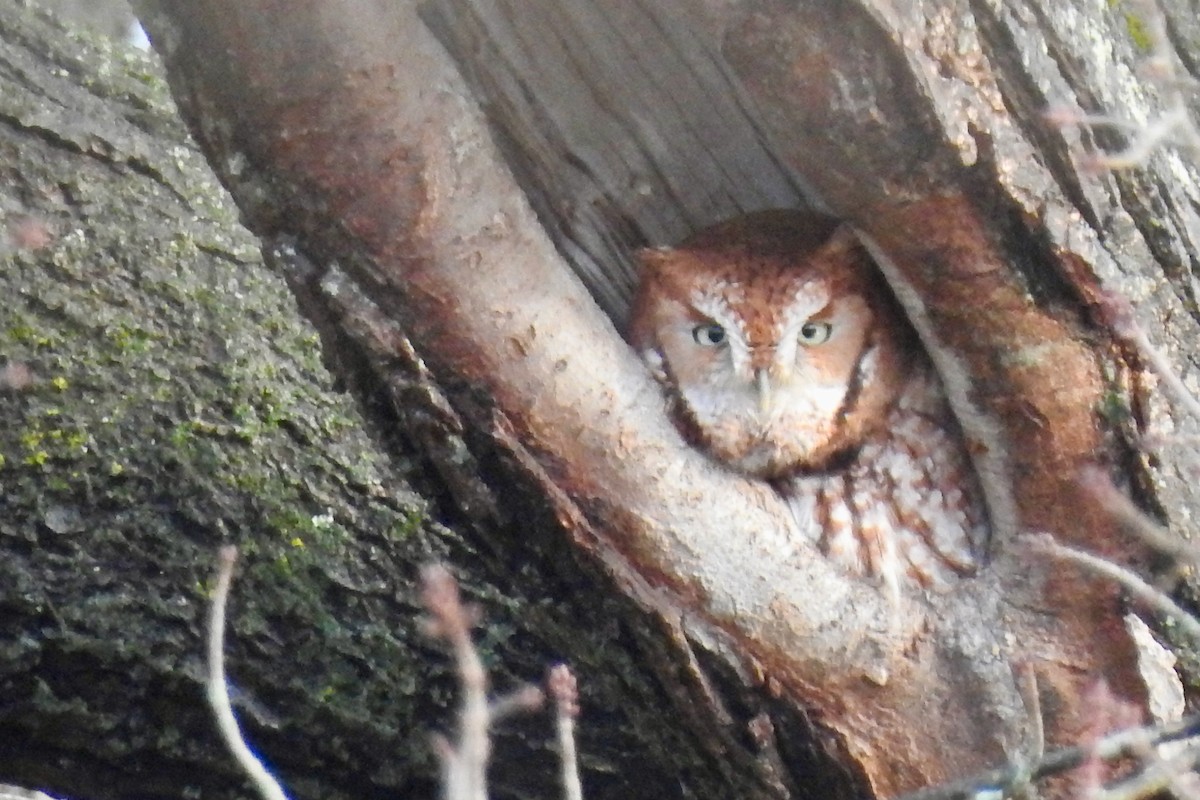 Eastern Screech-Owl - ML645907582