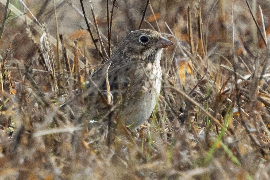 Vesper Sparrow - ML645907583