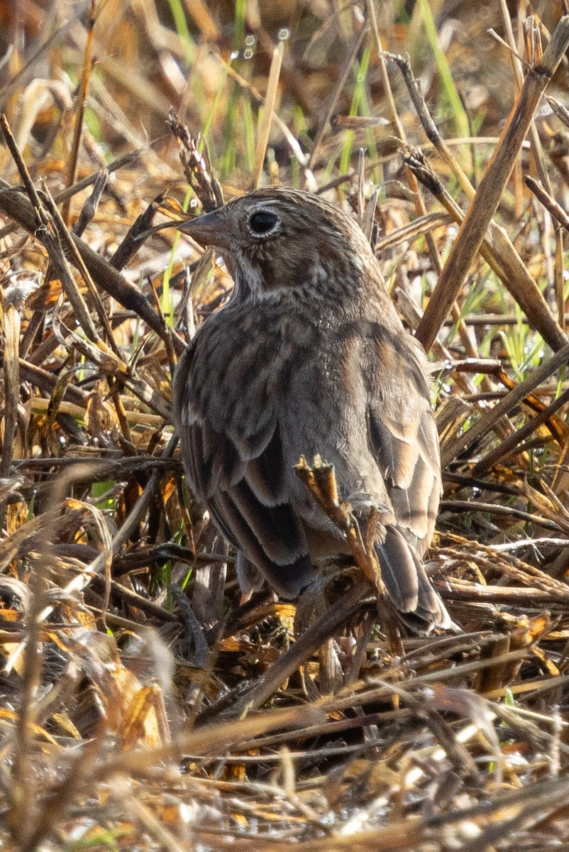 Vesper Sparrow - ML645907584