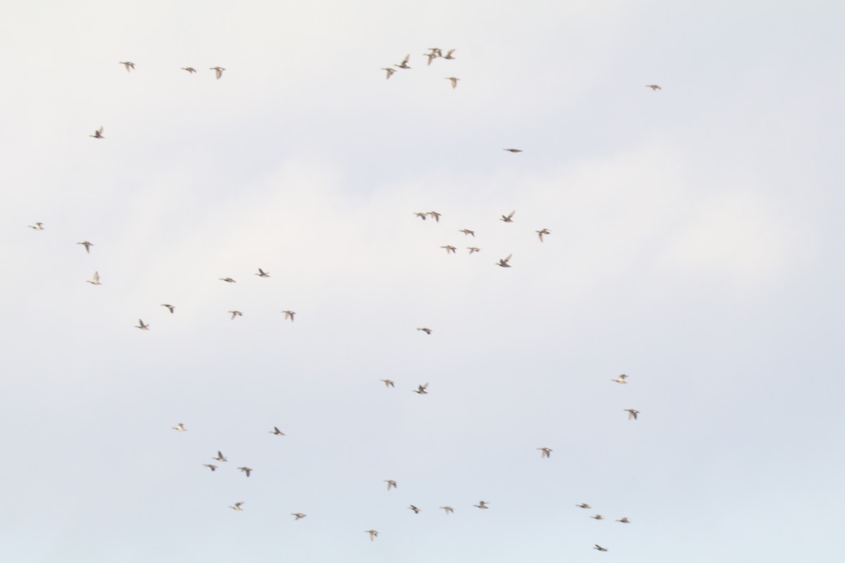 kopřivka obecná - ML645907588