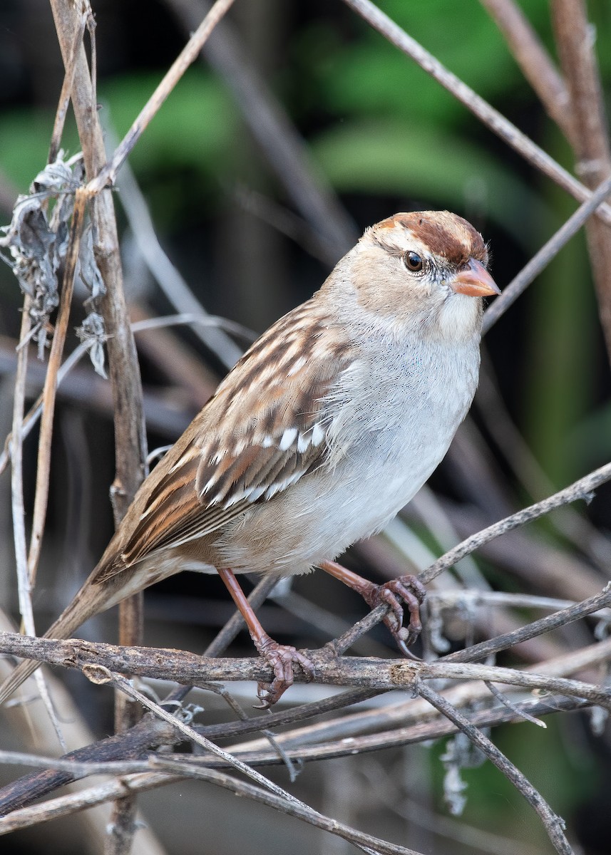 White-crowned Sparrow - ML645907590