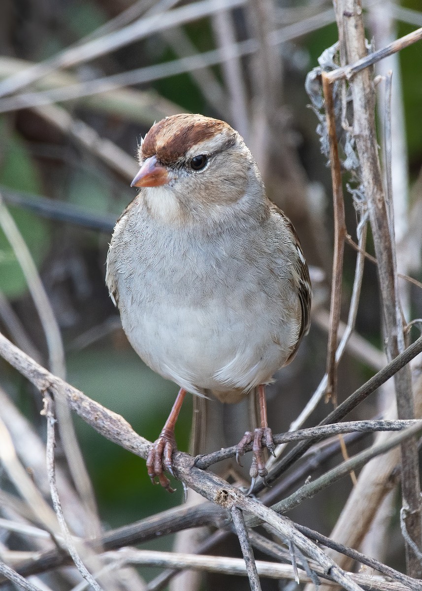 White-crowned Sparrow - ML645907591