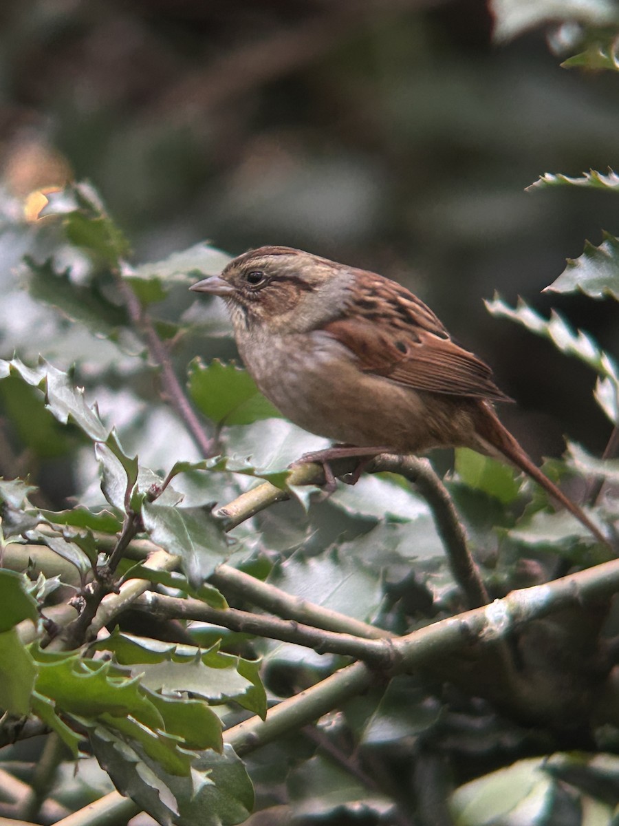 Swamp Sparrow - ML645907592