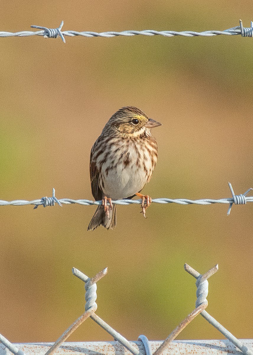 Savannah Sparrow - ML645907594