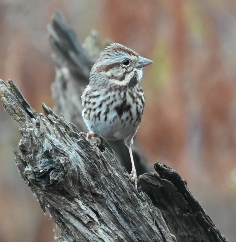 Song Sparrow - ML645907596