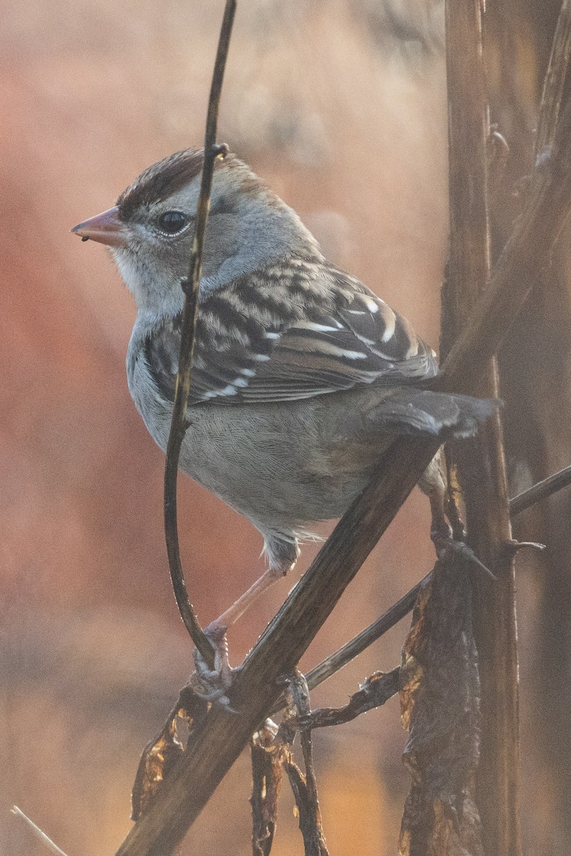 White-crowned Sparrow - ML645907601