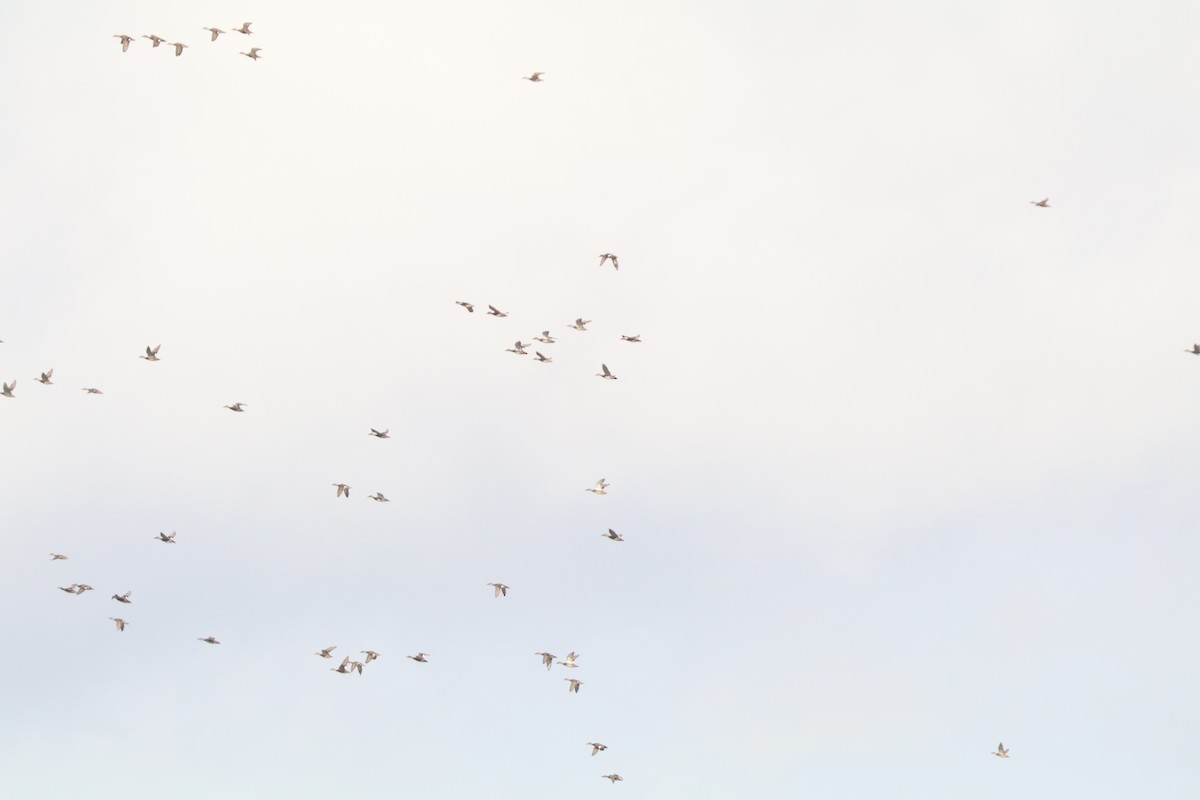 kopřivka obecná - ML645907602