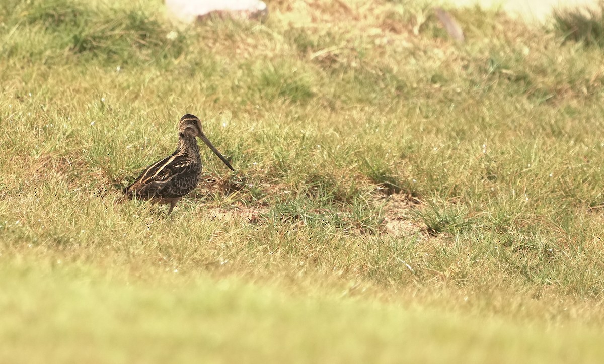 ハリオシギ - ML645907606