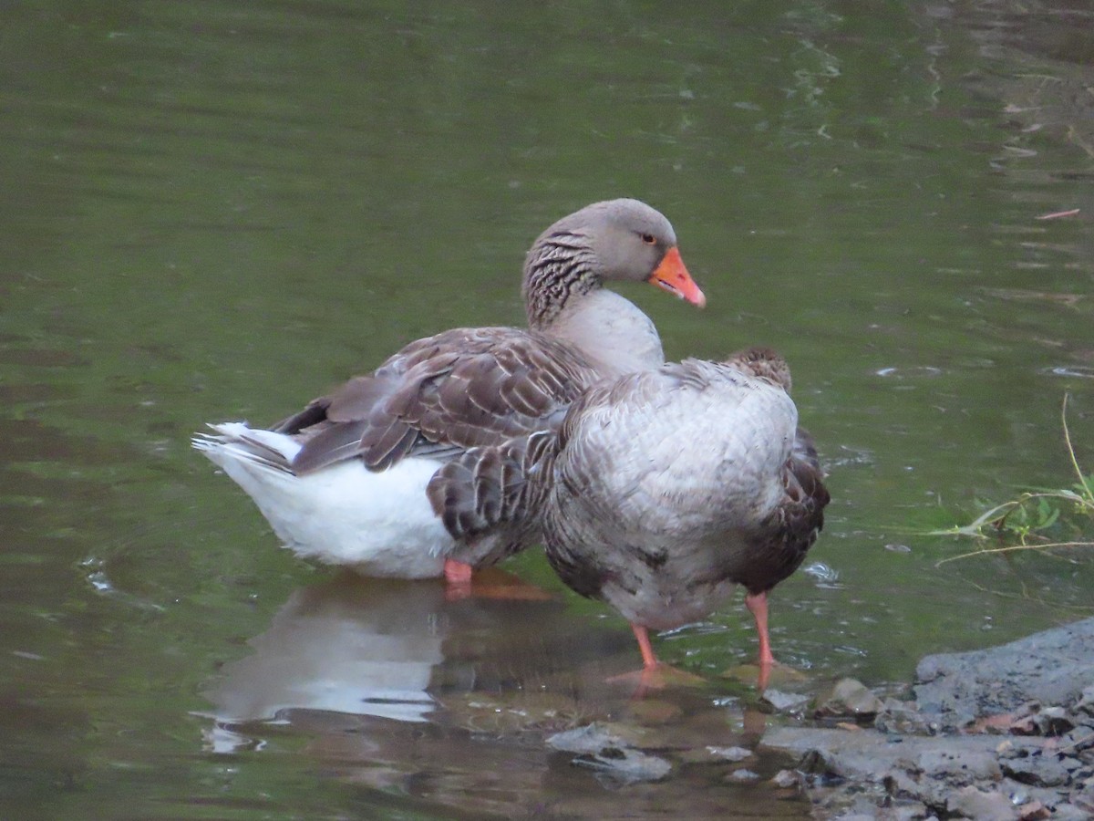 Graylag Goose (Domestic type) - ML645907607