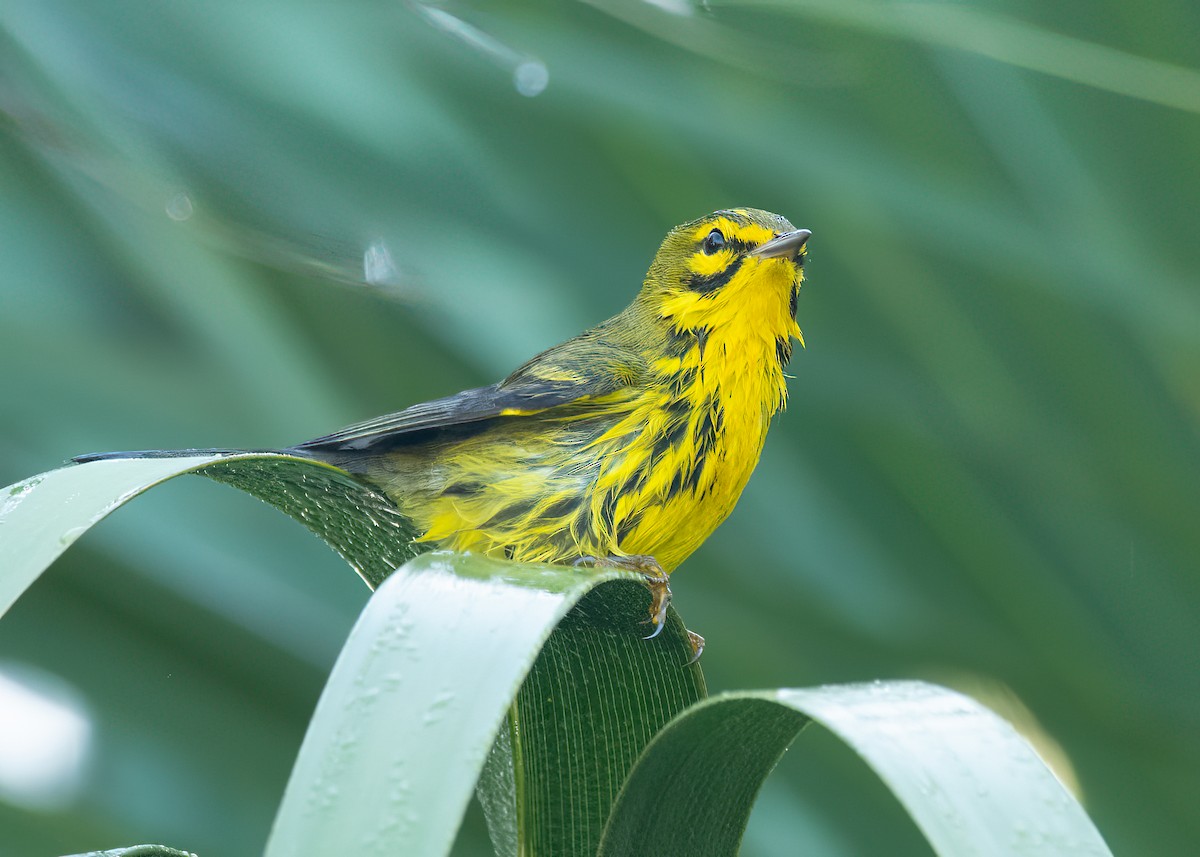 Prairie Warbler - ML645907608
