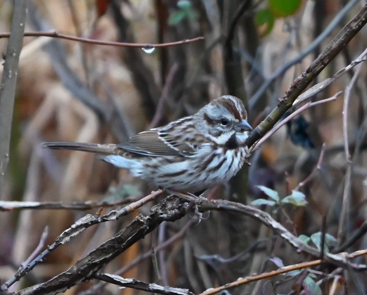 Song Sparrow - ML645907611