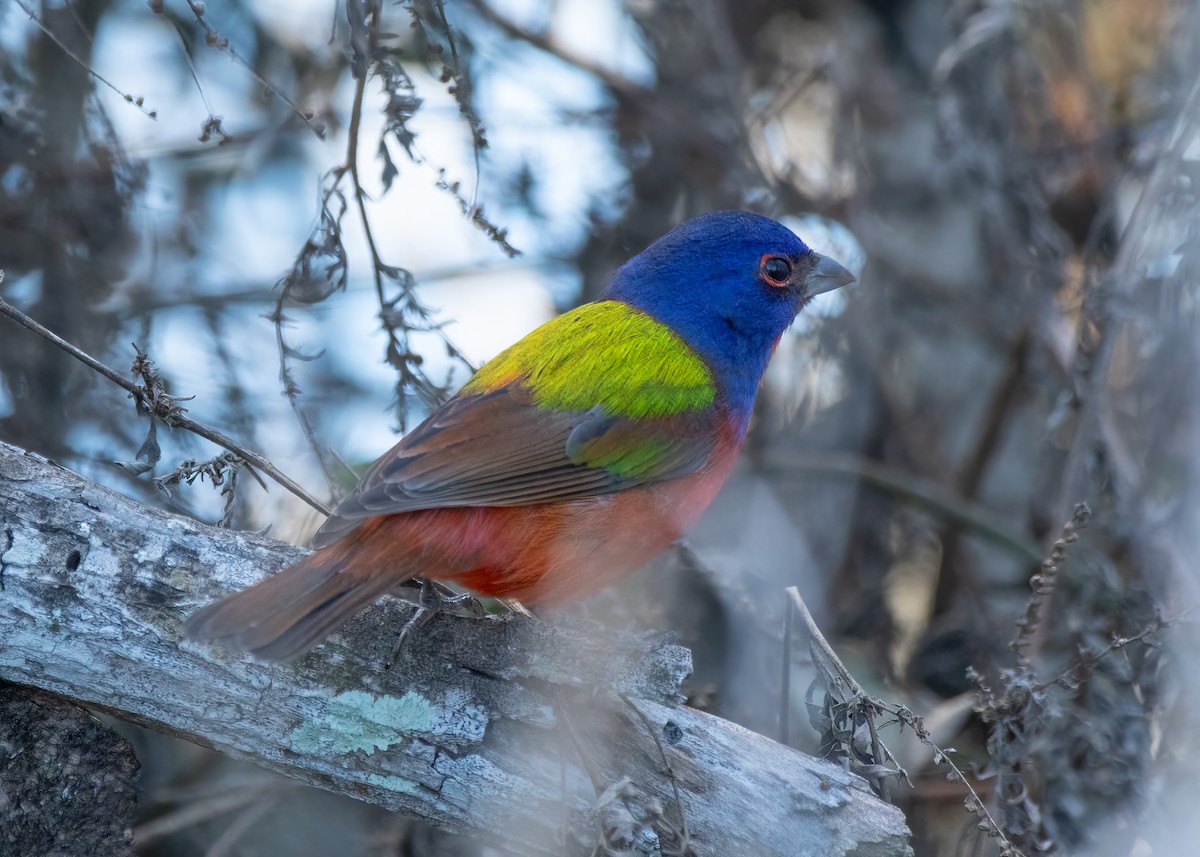 Painted Bunting - ML645907612