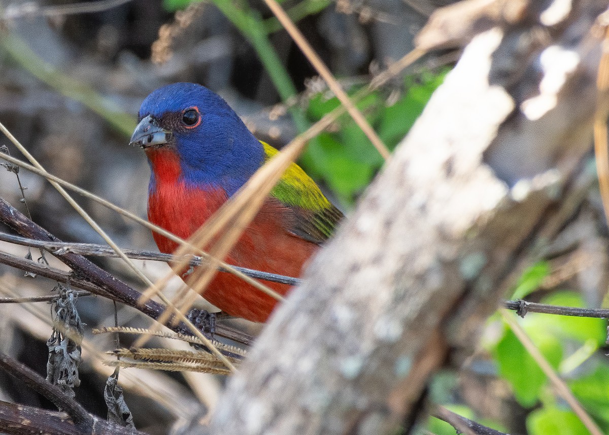 Painted Bunting - ML645907613