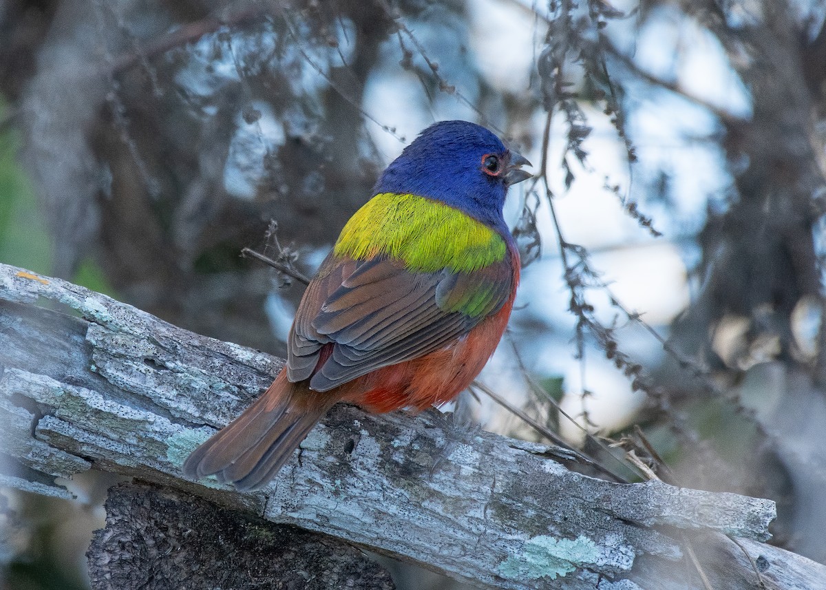 Painted Bunting - ML645907614