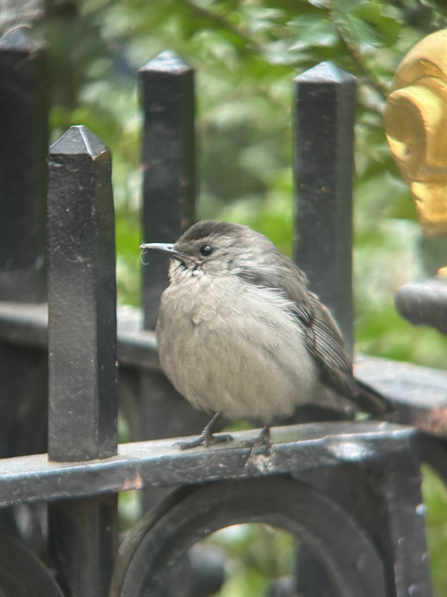 Gray Catbird - ML645907618
