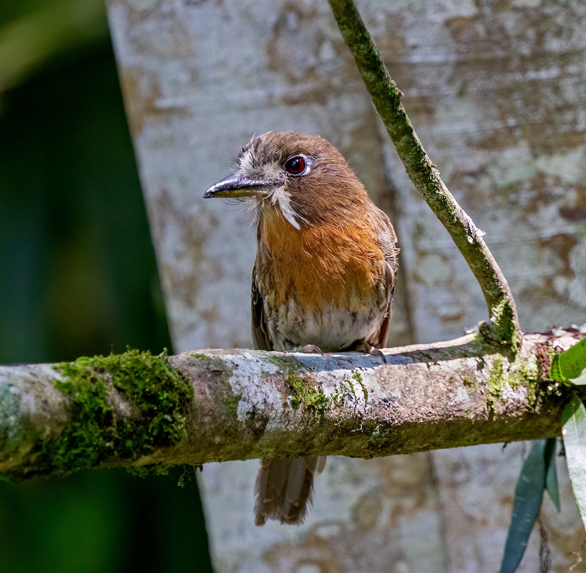 Moustached Puffbird - ML645907619