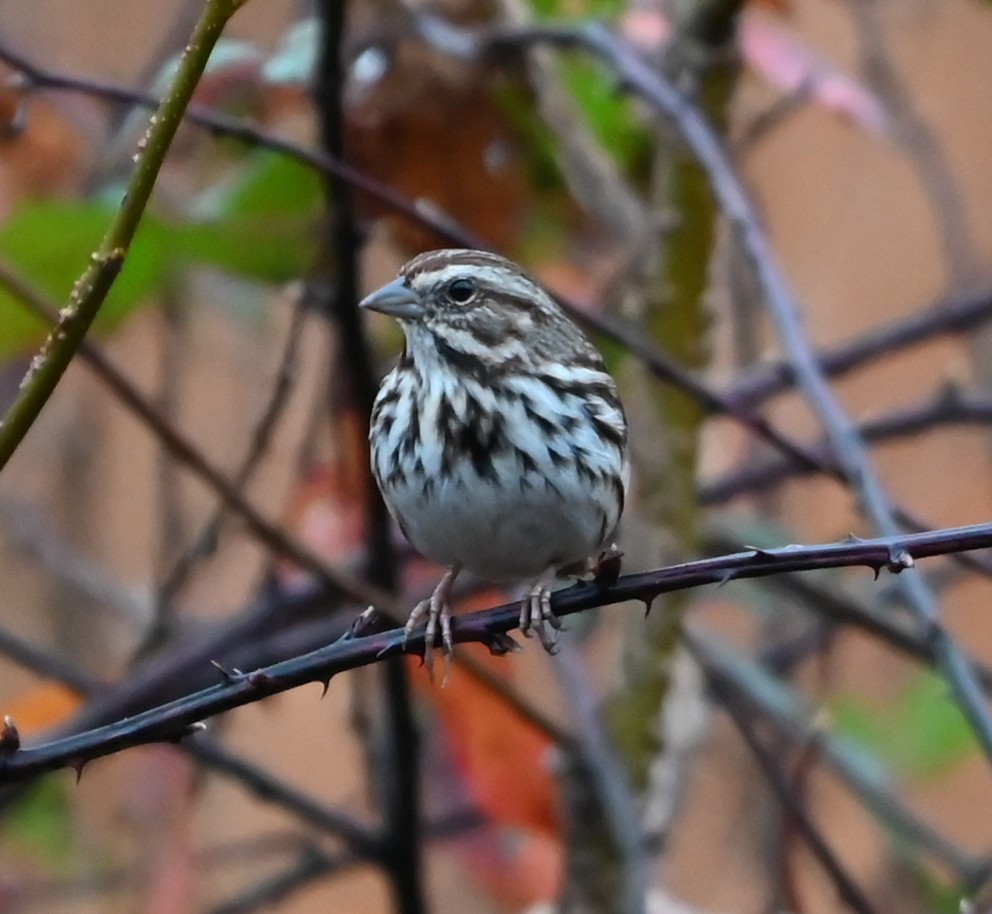 Song Sparrow - ML645907623