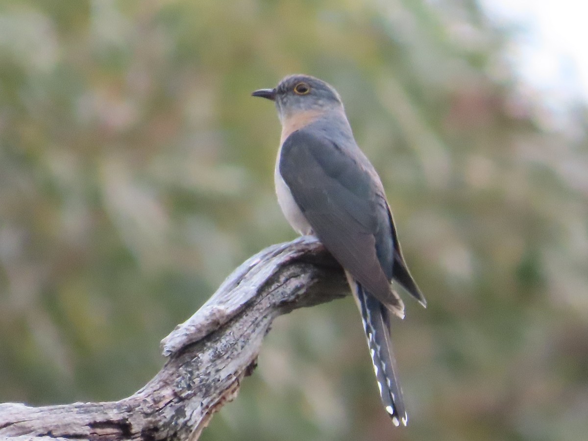 Fan-tailed Cuckoo - ML645907624